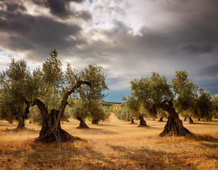 Olive grove and stormy sky, Gökçeada, Imbros island, Turkey