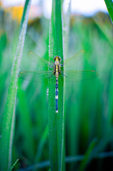 green dragonflies that perch on dewy leaves in the morning, beautiful and fresh
