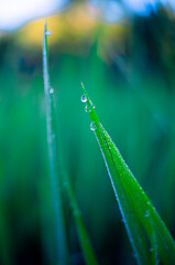 clear and beautiful morning dew on a leaf