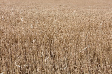golden wheat field in summer