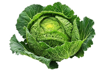 Obraz premium Green cabbage with water drops on the leaves, isolated on white background.
