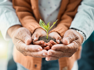 Elderly man, child and plant in hands for growth, development and support in relationship. Parent, kid and closeup with fresh sapling in soil for hope, responsibility and trust for environment care