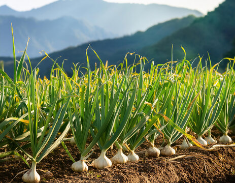 garlic on the field against the background of the mountains