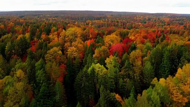 A spellbinding drone hyperlapse showcasing the changing of seasons in a serene forest with lush green leaves turning to vibrant fall colors.