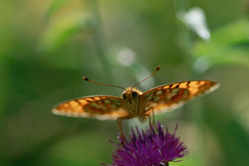 Papillon orangé vu de face
