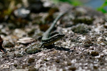 Le lézard des murailles 