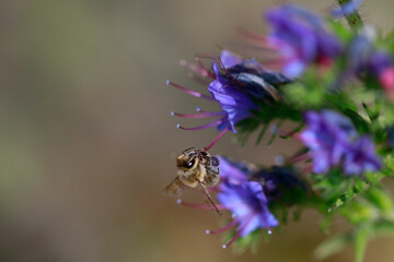 abeille entrain de butiner
