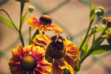 Dzielżan jesienny, Helenium autumnale L.,pszczoła © Marcin Łazarczyk