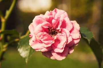 róża  © Marcin Łazarczyk