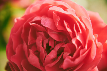 czerwona róża  © Marcin Łazarczyk