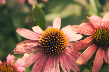 jeżówka, Echinacea Moench