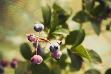 borówka wysoka ,Vaccinium corymbosum L. © Marcin Łazarczyk