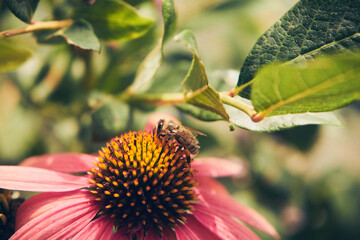 jeżówka, Echinacea Moench © Marcin Łazarczyk
