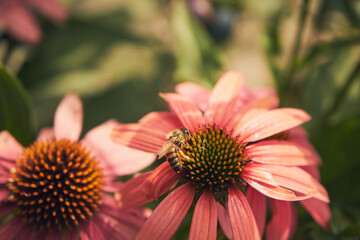 jeżówka, Echinacea Moench © Marcin Łazarczyk