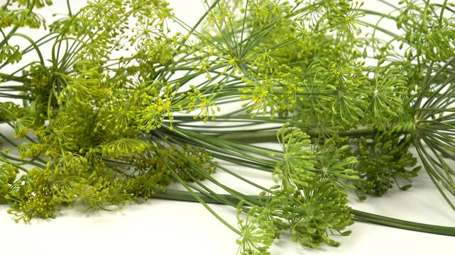 Heap of green dill umbels lie in a row on a white table, natural background