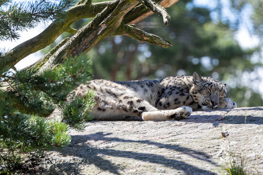 Snow leopard chilling.
