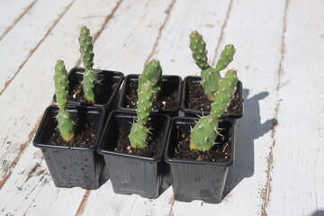 Opuntia fragilis cv. Föhr kaktus opuncja