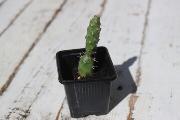 Opuntia fragilis cv. Föhr kaktus opuncja