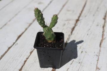 Opuntia fragilis cv. Föhr kaktus opuncja