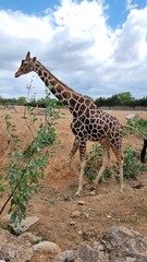 giraffe head blue sky eating leaves