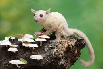An albino sugar glider forages on a rotting tree trunk covered in fungus. This marsupial has the...