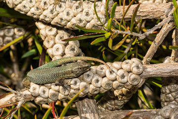 Madeiran Wall Lizard - Teira dugesii