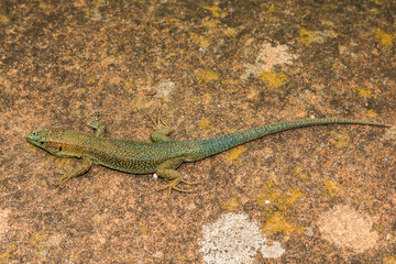 Madeiran Wall Lizard - Teira dugesii
