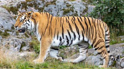 siberian tiger in the zoo