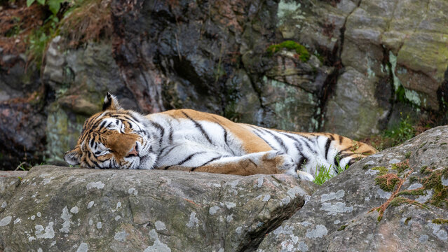 Soberian tiger sleeping.