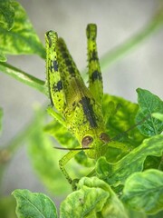 Beautiful green grasshopper macro shot. A blacksmith holds on to a stalk of green grass. The background is blurred. Green background image of nature.