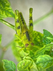 Beautiful green grasshopper macro shot. A blacksmith holds on to a stalk of green grass. The background is blurred. Green background image of nature.