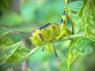 Beautiful green grasshopper macro shot. A blacksmith holds on to a stalk of green grass. The background is blurred. Green background image of nature.