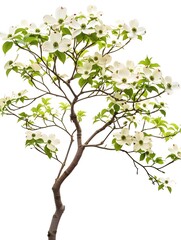 Elegant Flowering Dogwood Tree with Pink and White Petals on Plain White Background