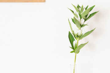 白い背景のリンドウという花