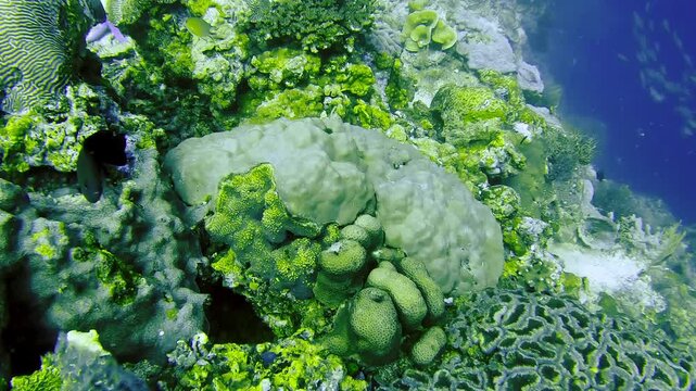 Reef Building Reef-Building Images – Browse 468 Stock Photos, Vectors, and Video ...
