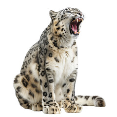 Fototapeta premium Snow Leopard roar, isolated, transparent background, white background, no background