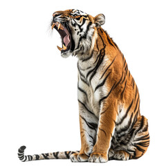 Obraz premium Tiger roar, isolated, transparent background, white background, no background