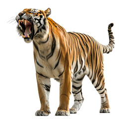 Fototapeta premium Tiger roar, isolated, transparent background, white background, no background