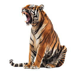 Obraz premium Tiger roar, isolated, transparent background, white background, no background