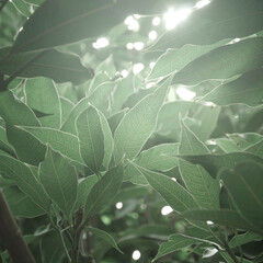 A soft morning sunlight in misty weather passing through dense mango leaves. Muted green color...