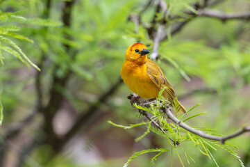 Orange-roter Webervogel in Ruanda, Afrika