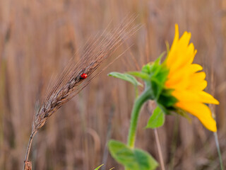 biedronka, ladybird © FOTO-KW