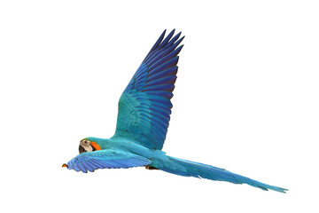 Colorful flying Blue and Gold Macaw parrot isolated on transparent background png file