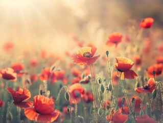 field of poppies at sunrise, beautiful summer landscape with red flowers in the meadow, vibrant background with morning sun rays and misty air