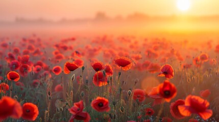 Obraz premium field of poppies at sunrise, beautiful summer landscape with red flowers in the meadow, vibrant background with morning sun rays and misty air