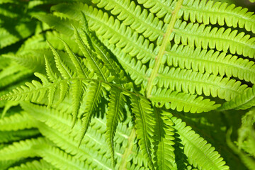 An unusual plant background of green fern leaves, illuminated by rays of light.