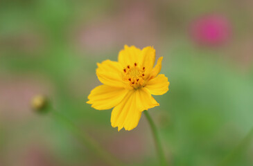 Beautiful flowers in the garden