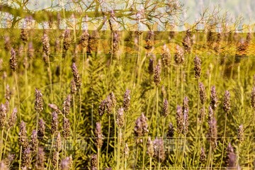 Obraz premium Flores de lavanda em sobre exposição de galhos de árvore e parede e telhado de prédio antigo. 