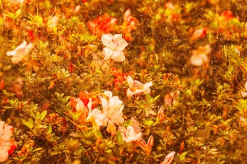 Plantas e flores múltipla exposição na fotografia.  