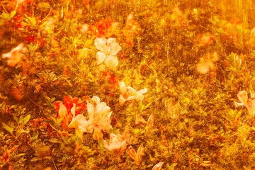 Plantas e flores múltipla exposição na fotografia.  